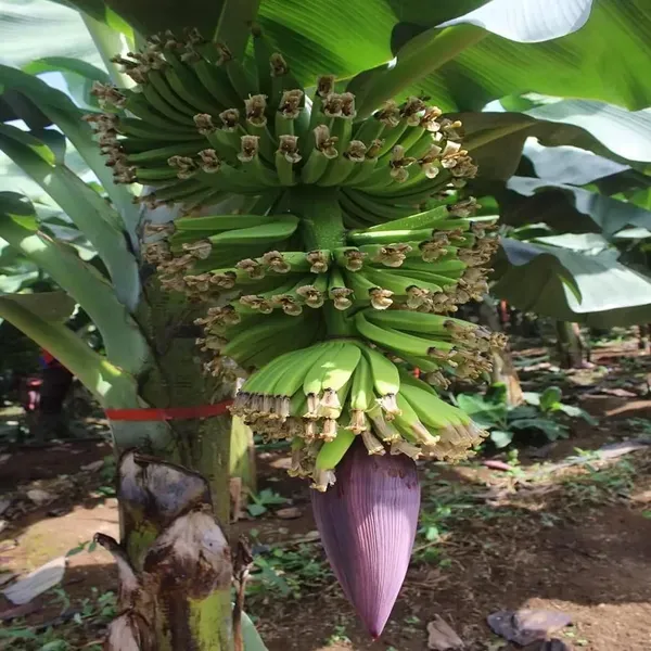 Singapuri_Banana_Tissue_Caltured_Fruit_Fruit_Plant_1_5_2_Feet_Height