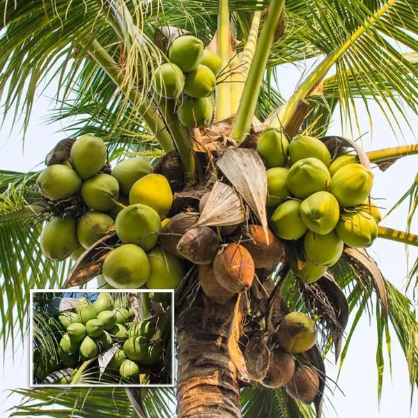 Tall_Coconut_Nariyal_Fruit_Plant_2_4_Feet_Height