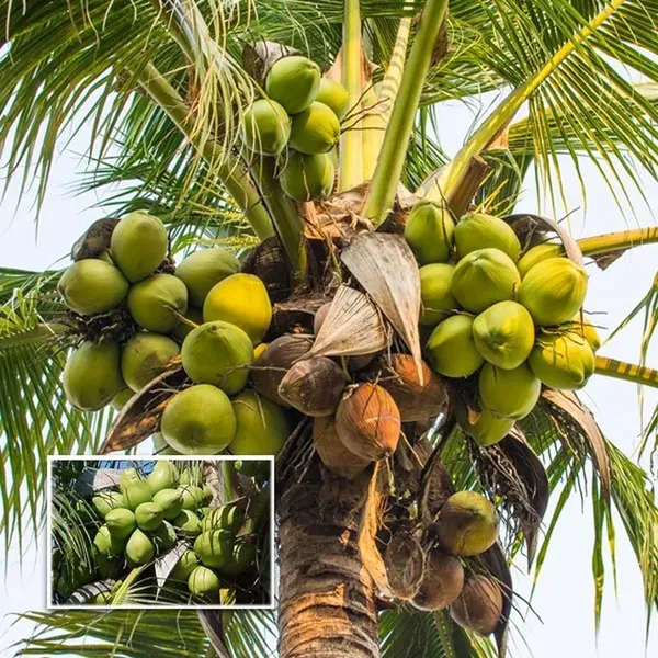 Tall_Coconut_Nariyal_Fruit_Plant_2_4_Feet_Height