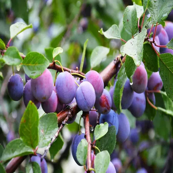 Satluj_Purple_Plum_Aloo_Bukhara_Layering_Grafted_Fruit_Plant_1_5_3_Feet_He