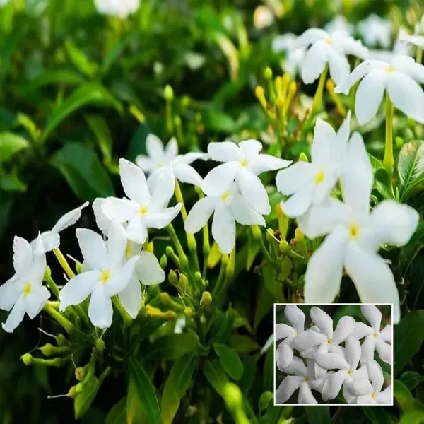 Mini_Tagar_Chandni_Crepe_Jasmine_Shrubs_Flower_Plant_1_2_Feet_Height