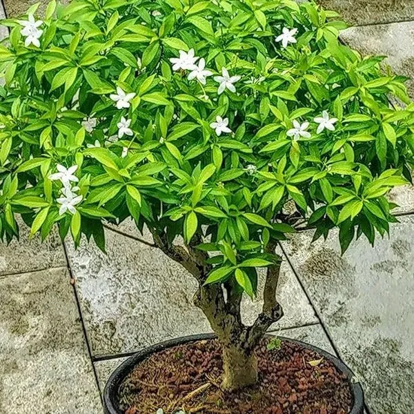 Mini_Tagar_Chandni_Crepe_Jasmine_Shrubs_Flower_Plant_1_2_Feet_Height