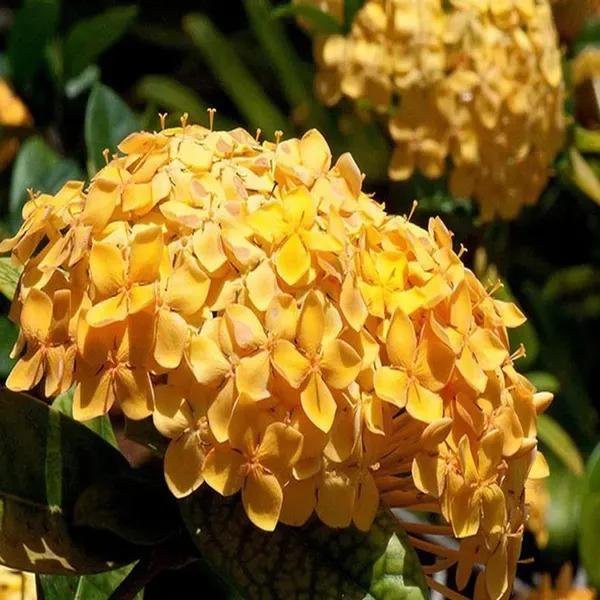 Yellow_Colour_Ixora_Rukmini_Rangan_Flower_Shrubs_Plant_1_5_3_Feet_Height