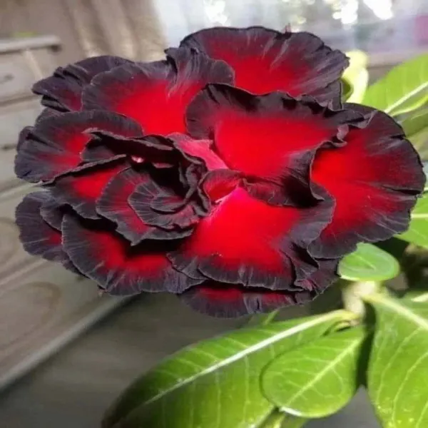 Hybrid_Rosey_Verity_Adenium_Obesum_Desert_Rose_Grafted_Flowers_Plant