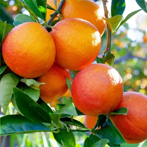 Moro_Blood_Orange_Santra_Grafted_Fruit_Plant_1_5_2_Feet_Height