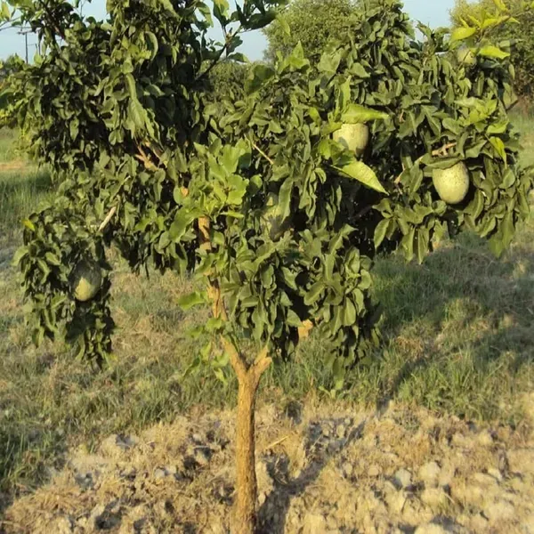 Bel_Bael_Bilva_Fruit_Plant_1_5_2_Feet_Height
