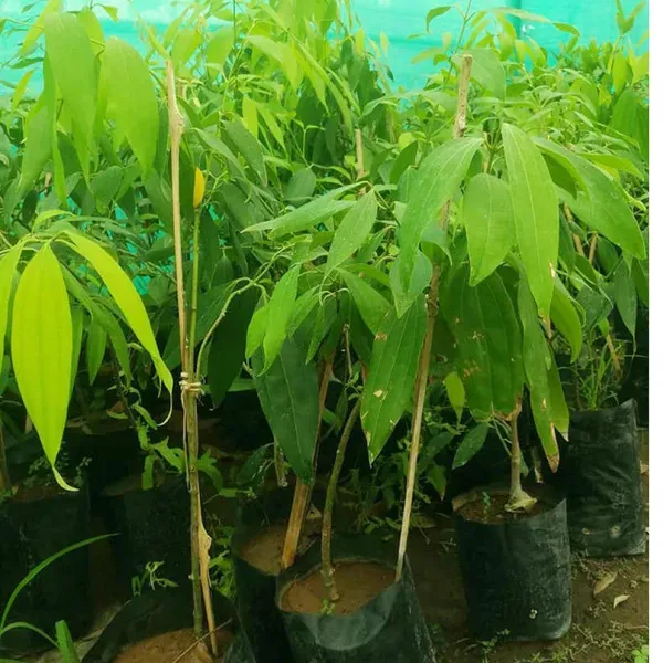 Tej_Patta_Indian_Bay_Leaf_Cinnamomum_Tamala_Patram_Spice_Plant_1_5_3_Feet