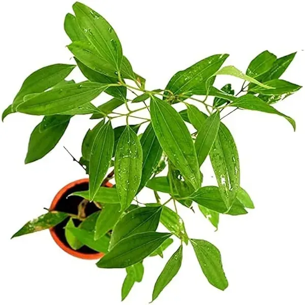 Tej_Patta_Indian_Bay_Leaf_Cinnamomum_Tamala_Patram_Spice_Plant_1_5_3_Feet