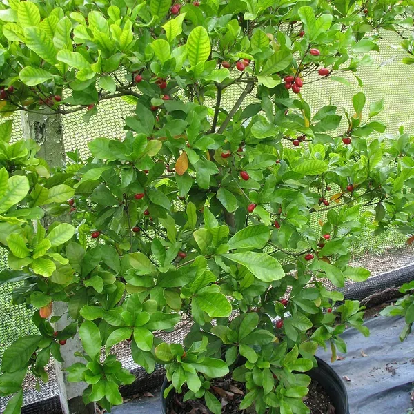 Miracle_Fruit_Layering_Grafted_Fruit_Plant_1_2_Feet_Height