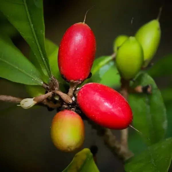 Miracle_Fruit_Layering_Grafted_Fruit_Plant_1_2_Feet_Height