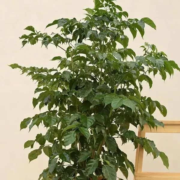 China_Doll_Ornamental_Plant_1_5_3_Feet_Height