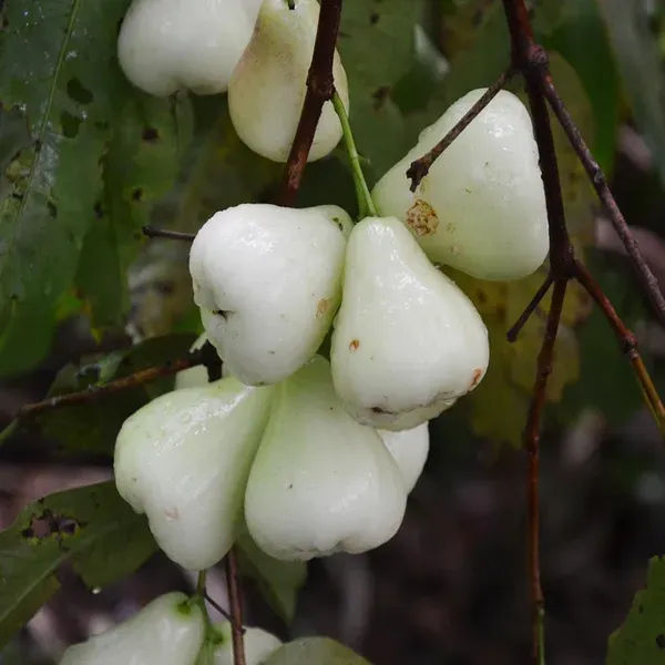 White_Wax_Apple_Water_Jamrul_Chamba_Layering_Grafted_Fruit_Plant_1_5_3_Fee