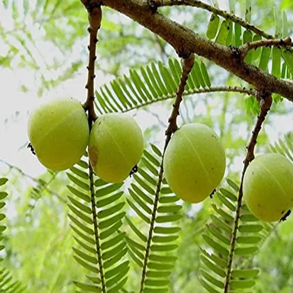 Amla_Gooseberries_Amloki_Grafted_Fruit_Plant_1_5_3_Feet_Height