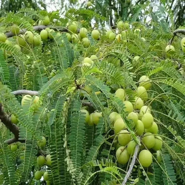 Amla_Gooseberries_Amloki_Grafted_Fruit_Plant_1_5_3_Feet_Height