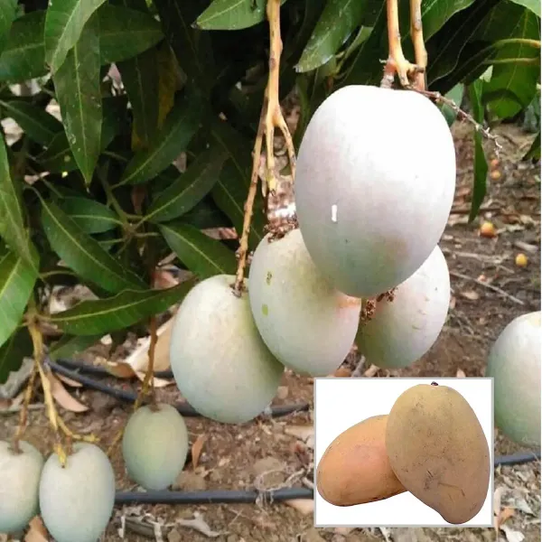 Babul_Dufala_White_All_Time_Mango_Aam_Grafted_Fruit_Plant_1_5_3_Feet_Heigh