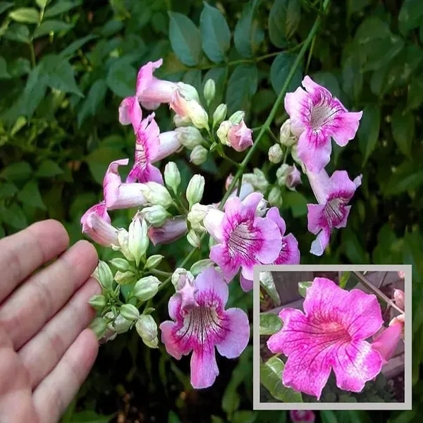 Purple_Colour_Tecoma_Climbers_Flower_Plant_1_2_Feet_Height