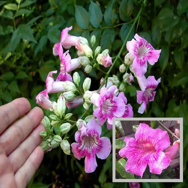 Purple_Colour_Tecoma_Climbers_Flower_Plant_1_2_Feet_Height