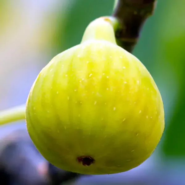 Yellow_Fig_Anjeer_Layering_Grafted_Fruit_Plant_1_2_Feet_Height