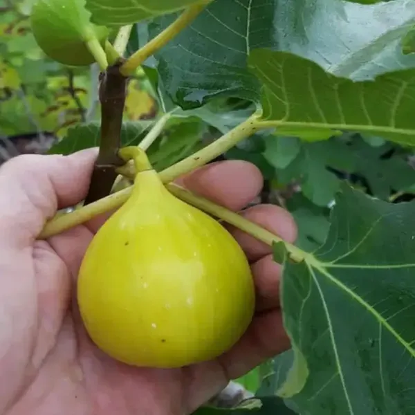 Yellow_Fig_Anjeer_Layering_Grafted_Fruit_Plant_1_2_Feet_Height
