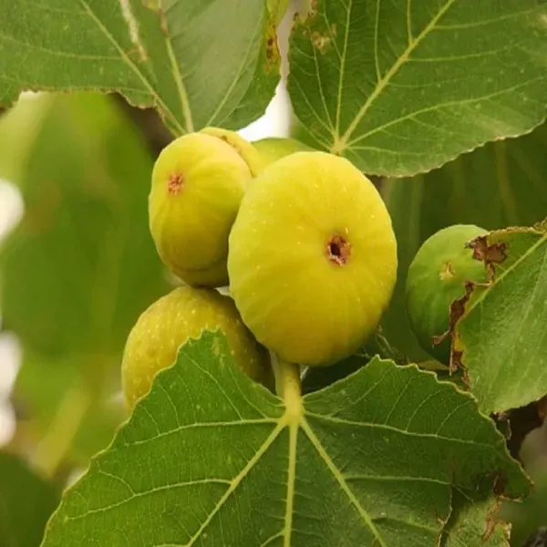Yellow_Fig_Anjeer_Layering_Grafted_Fruit_Plant_1_2_Feet_Height