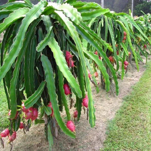Pack_Of_3_White_Pink_Yellow_Colombiana_Dragon_Fruit_Cutting_Grafted_Frui
