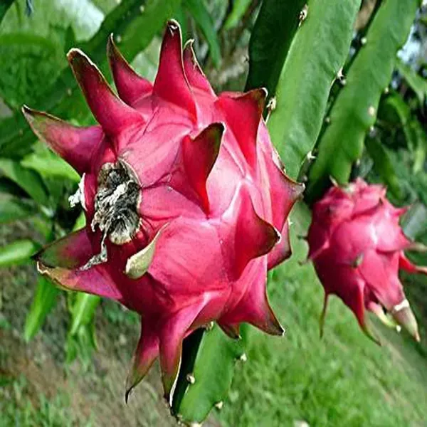 Siam_Red_Dragon_Fruit_Cutting_Grafted_Fruit_Plant_1_2_Feet_Height