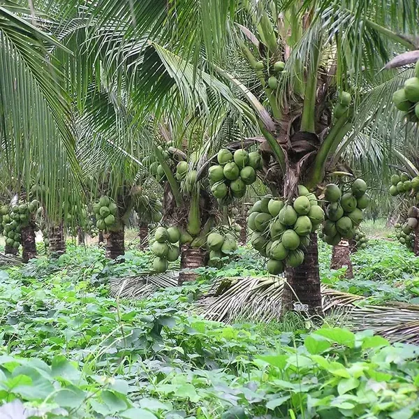 Kerala_Kalpasree_Coconut_Nariyal_Hybrid_Dwarf_Fruit_Plant_2_4_Feet_Height