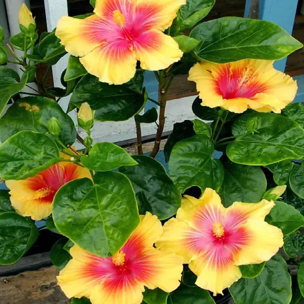 Yellow_Colour_Hybrid_Hibiscus_Joba_Gudhal_Flower_Plant_1_2_Feet_Height