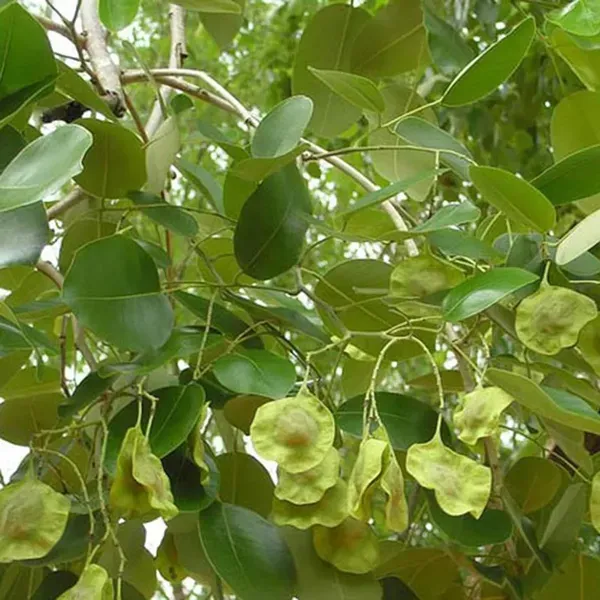 Red_Sandalwood_Chandan_Avenue_Plant_1_5_3_Feet_Height