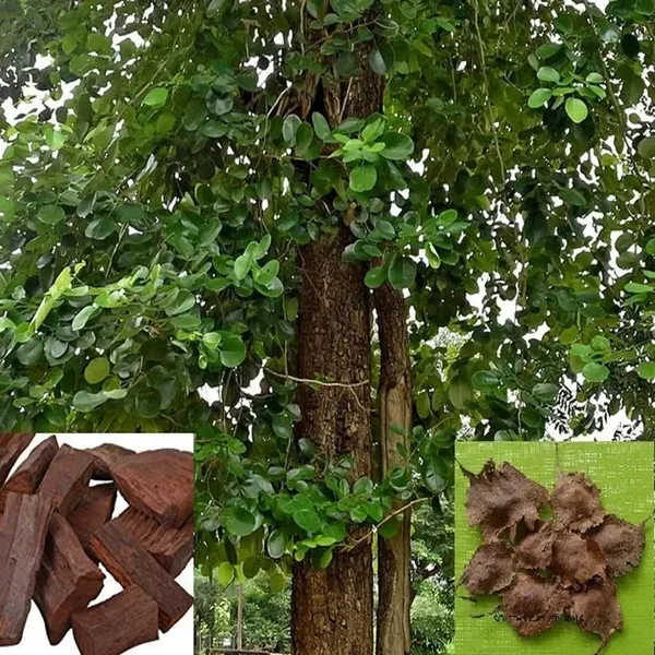 Red_Sandalwood_Chandan_Avenue_Plant_1_5_3_Feet_Height
