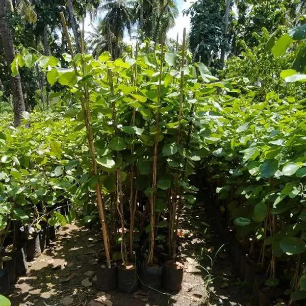 Red_Sandalwood_Chandan_Avenue_Plant_1_5_3_Feet_Height