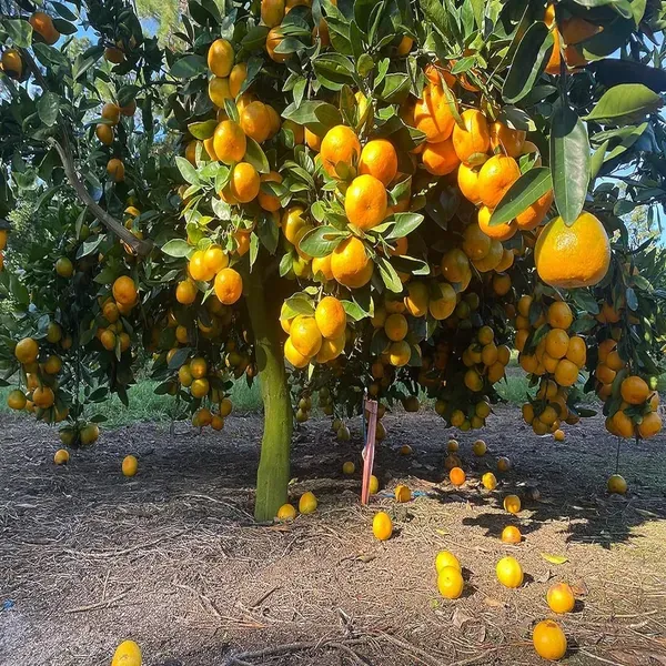 Nagpur_Mandarin_All_Time_Orange_Santra_Grafted_Fruit_Plant_1_5_2_Feet_Heig