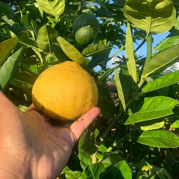 Nimbu_Big_Size_Ball_Pati_Lemon_Nimbu_Layering_Grafted_Fruit_Plant_1_2_Feet