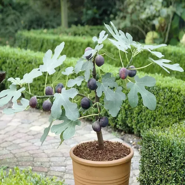 Black_Mission_Fig_Anjeer_Layering_Grafted_Fruit_Plant_1_2_Feet_Height