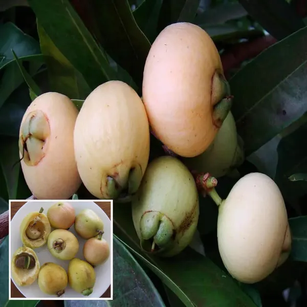 Rose_Apple_Gulab_Jamun_Layering_Grafted_Fruit_Plant_1_5_3_Feet_Height