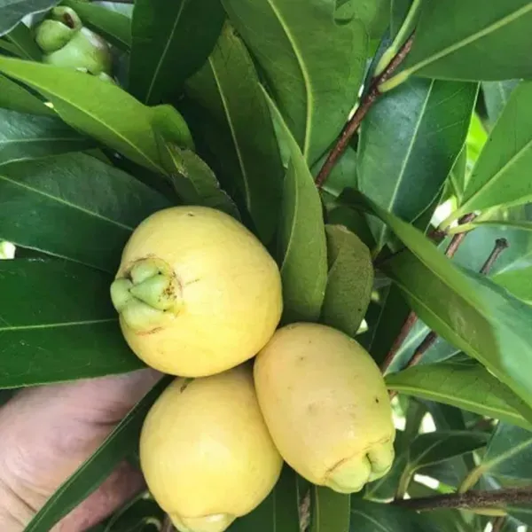 Rose_Apple_Gulab_Jamun_Layering_Grafted_Fruit_Plant_1_5_3_Feet_Height