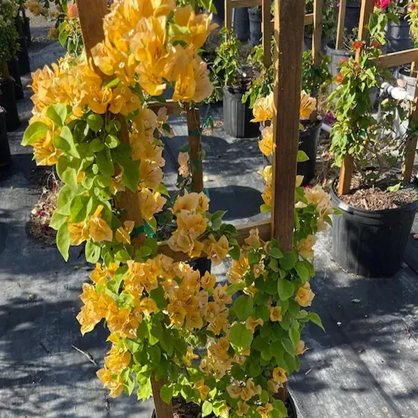 Yellow_Colour_Bougainvillea_Kagoj_Ful_Shrubs_Flower_Plant_1_2_Feet_Height