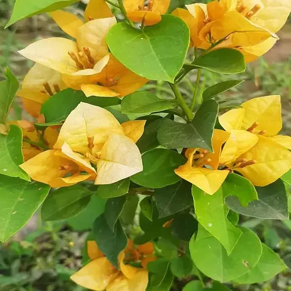 Yellow_Colour_Bougainvillea_Kagoj_Ful_Shrubs_Flower_Plant_1_2_Feet_Height