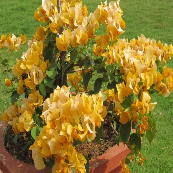 Yellow_Colour_Bougainvillea_Kagoj_Ful_Shrubs_Flower_Plant_1_2_Feet_Height