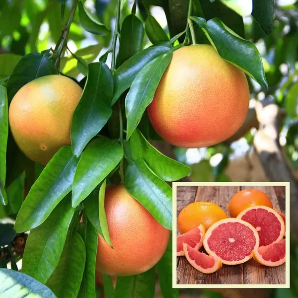 Star_Ruby_Grapefruit_Grafted_Fruit_Plant_1_2_Feet_Height