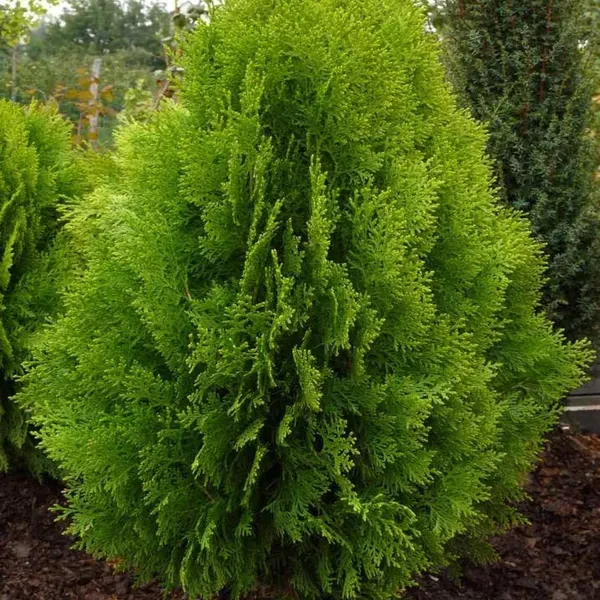 Thuja_Morpankhi_Jhau_Plant_1_5_3_Feet_Height
