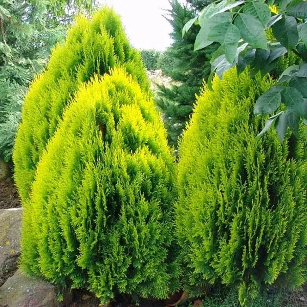 Thuja_Morpankhi_Jhau_Plant_1_5_3_Feet_Height