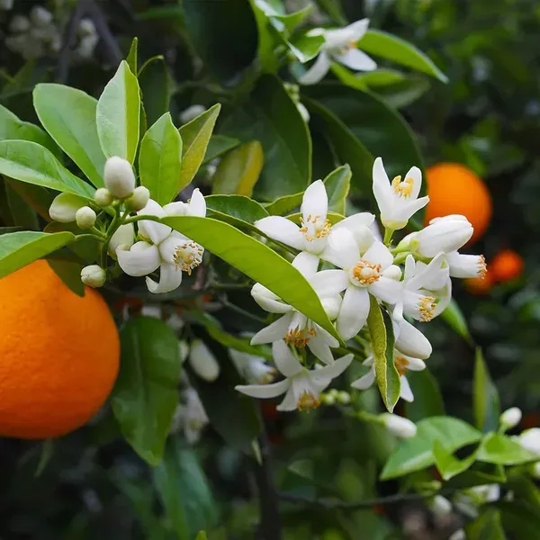 Bhutani_Chataki_Orange_Santra_Grafted_Fruit_Plant_1_5_2_Feet_Height