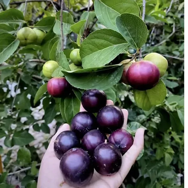 Manila_Tennis_Ball_Cherry_Cherries_Grafted_Plant_1_2_Feet_Height