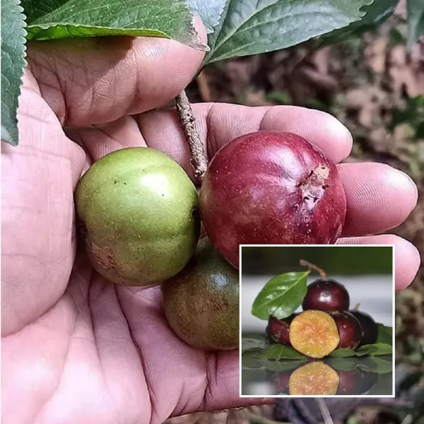 Manila_Tennis_Ball_Cherry_Cherries_Grafted_Plant_1_2_Feet_Height
