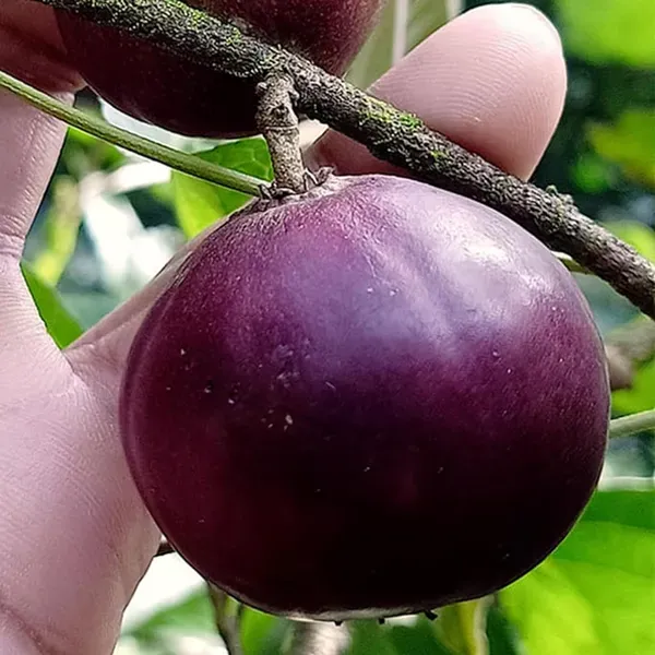 Manila_Tennis_Ball_Cherry_Cherries_Grafted_Plant_1_2_Feet_Height