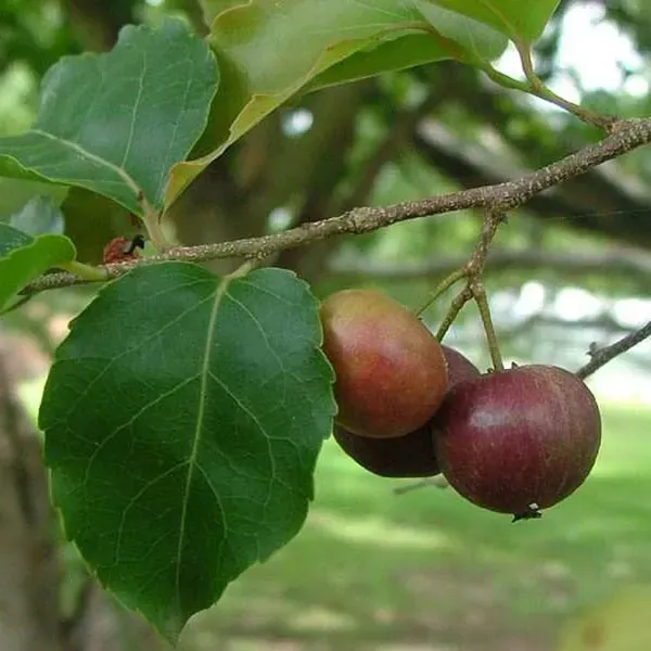 Manila_Tennis_Ball_Cherry_Cherries_Grafted_Plant_1_2_Feet_Height