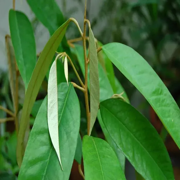 Duriyan_Durian_Durio_Zibethinus_Fruit_Plant_1_5_3_Feet_Height