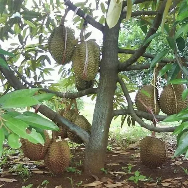 Duriyan_Durian_Durio_Zibethinus_Fruit_Plant_1_5_3_Feet_Height