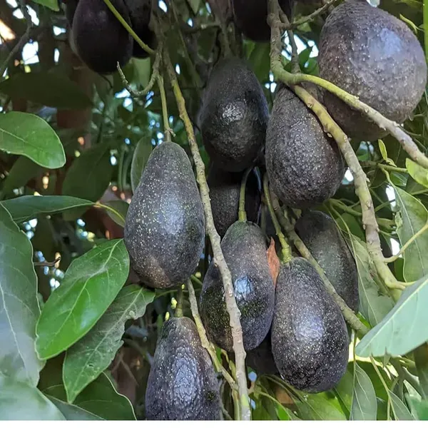 Lamb_Hass_Avocado_Butter_Fruit_Grafted_Plant_1_5_2_Feet_Height